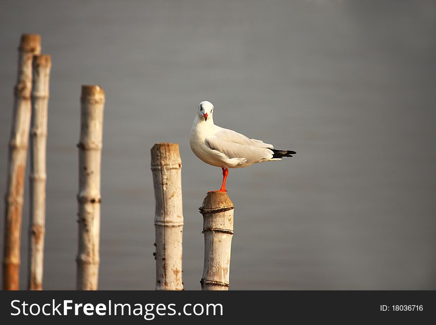 Seagull stand alone on bamboo tree at coast of Thailand