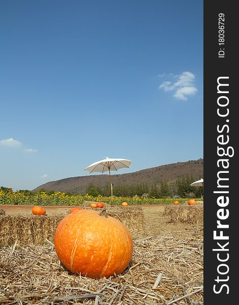 Big pumkin around the area for show. Big pumkin around the area for show