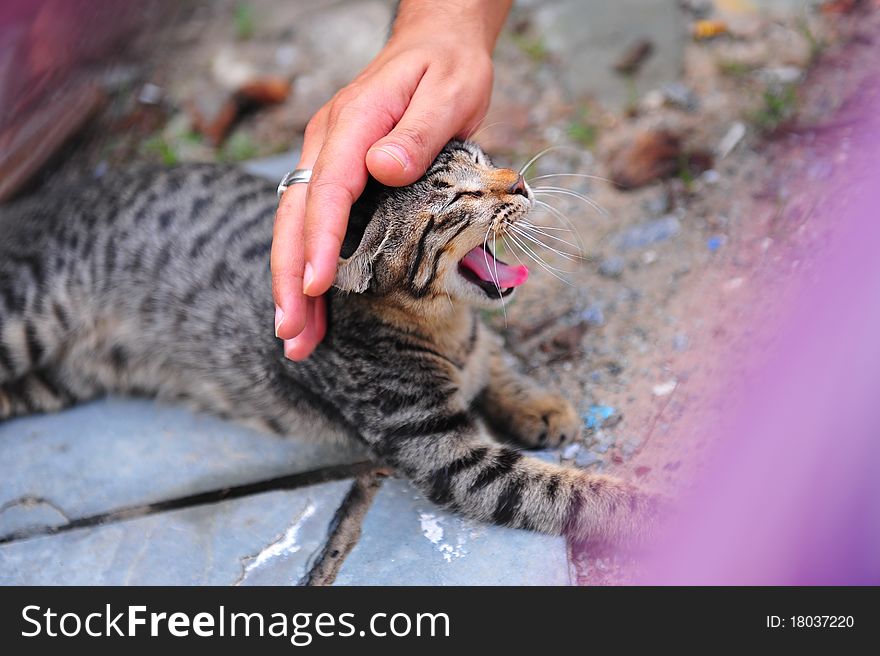 Person stroking the head of a kitten. Person stroking the head of a kitten