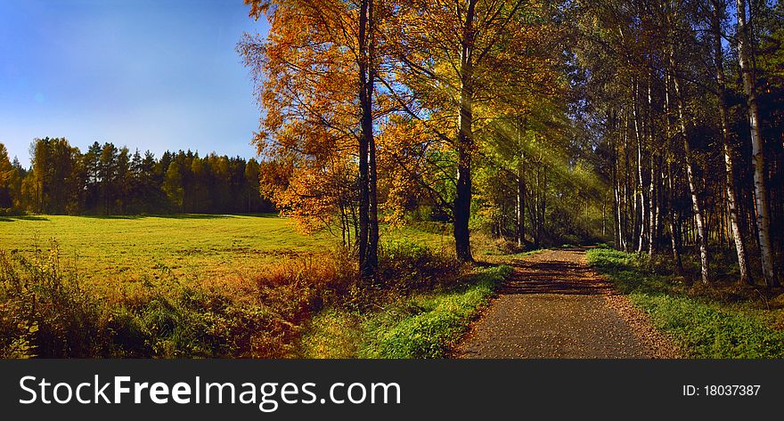 Photo of forest in autumn