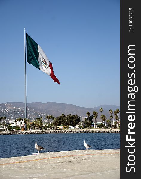Two seagull standing on the edge of the ensenada harbor in mexico with huge mexican flag as a background