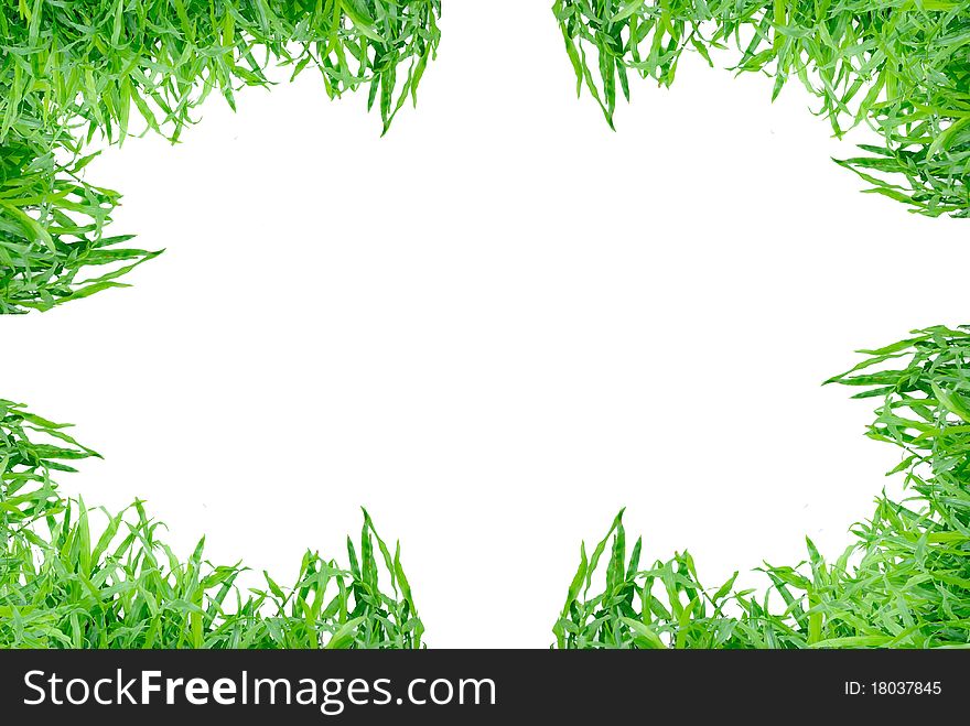 Green grass isolated on white background. Green grass isolated on white background