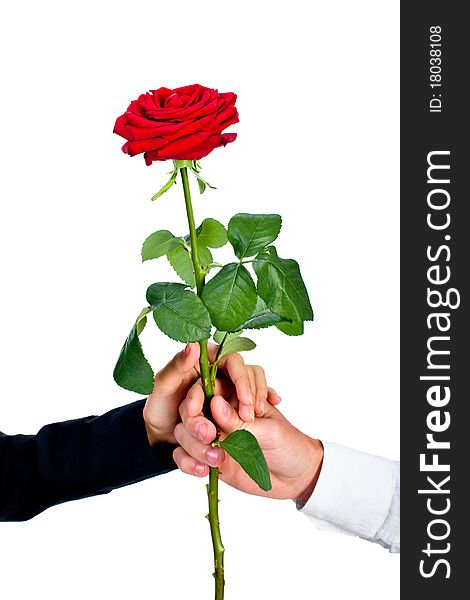 The man and the woman hold a rose on a white background