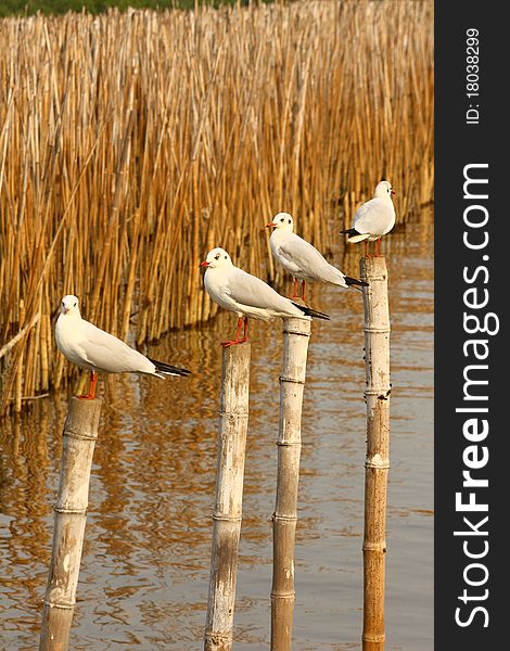 Group Of Seagull Stand On Bamboo Tree