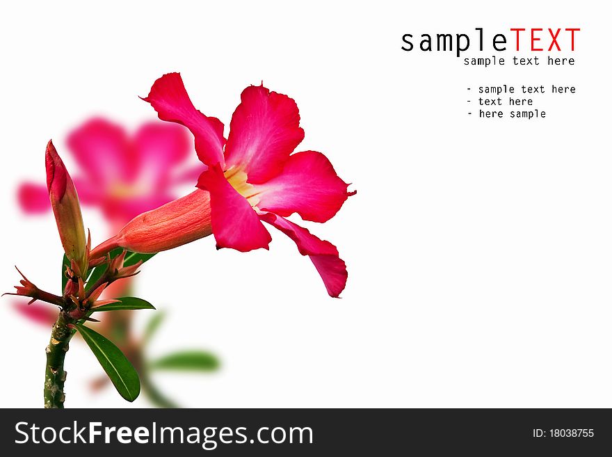 Pink Impala lily isolated on white