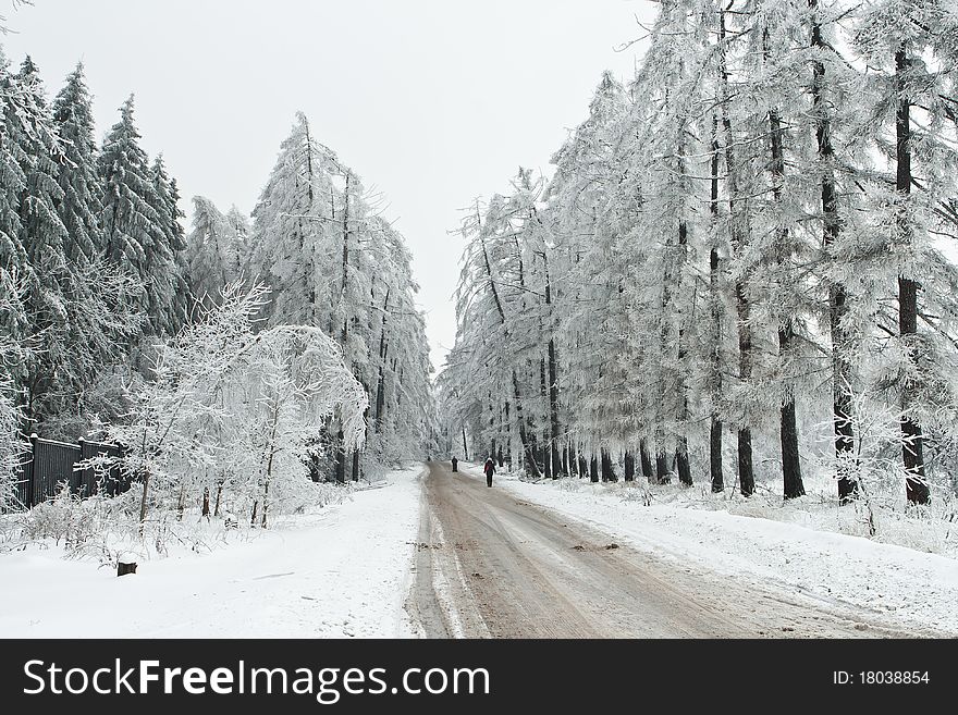 Road to park between frozen and snow-covered trees. Road to park between frozen and snow-covered trees