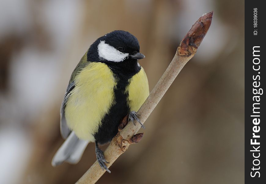 The great tit is a distinctive bird, with white cheeks and black head and neck. The great tit is a distinctive bird, with white cheeks and black head and neck.