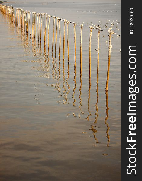 Seagull stand on bamboo tree with depth view