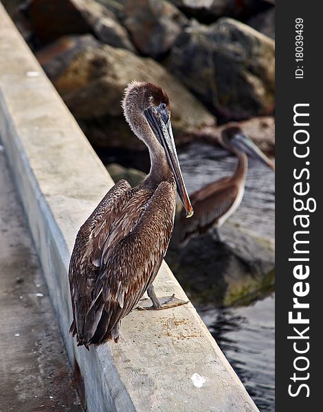 Brown pelicans sitting on the dock by the ocean. Brown pelicans sitting on the dock by the ocean