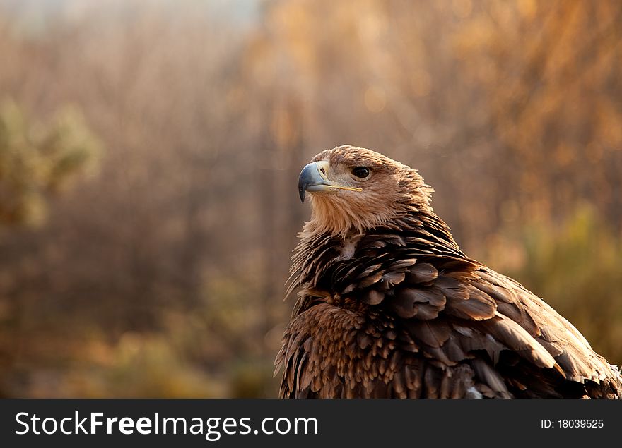 Portrait Of Mountain Eagle