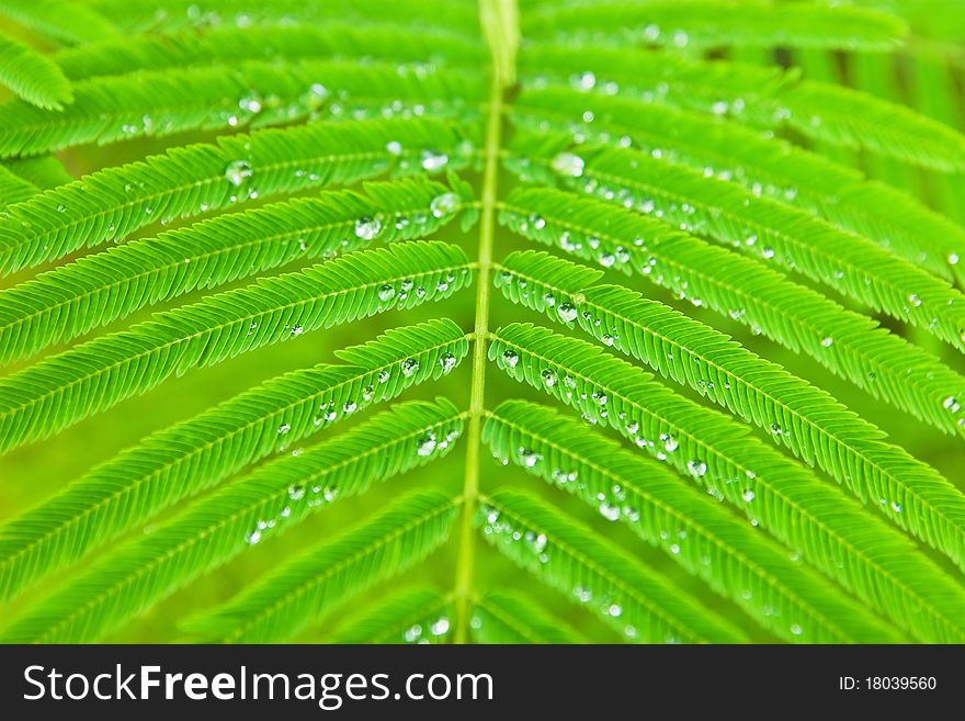 Water droplets on green banana leaf. Water droplets on green banana leaf