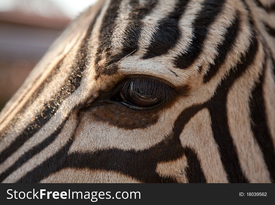 Close-up of zebra eye, selective focus on eye