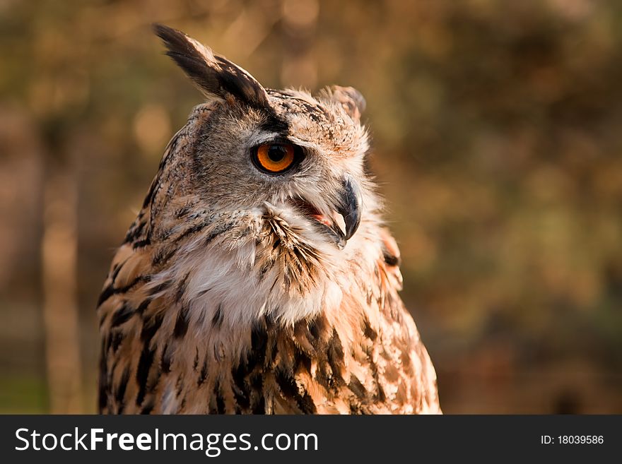 Brown owl portrait in wild nature