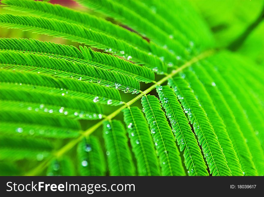 Water droplets on green tropical leaf. Water droplets on green tropical leaf