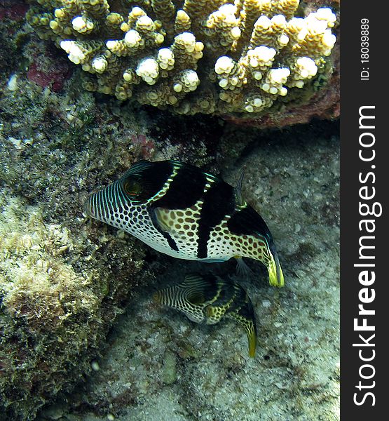 Underwater photo with fishes on a reef. Underwater photo with fishes on a reef