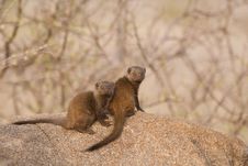 Dwarf Mongooses Royalty Free Stock Images