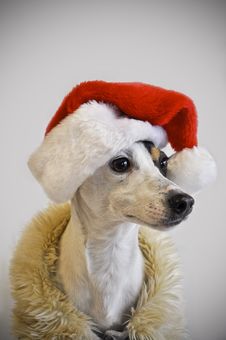 Dog Wearing Santa Hat Royalty Free Stock Photo Dog Wearing Santa Hat Royalty Free Stock Photo