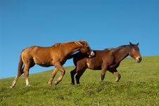 Playful Horses Stock Images Playful Horses Stock Images