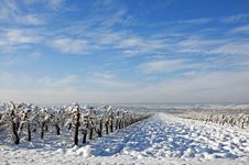 Winter Orchard Stock Photography Winter Orchard Stock Photography