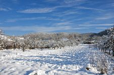 Orchard Shadows On Fresh Snow Royalty Free Stock Image Orchard Shadows On Fresh Snow Royalty Free Stock Image