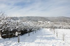 Snowy Village Hotel In Winter Orchard Stock Images Snowy Village Hotel In Winter Orchard Stock Images