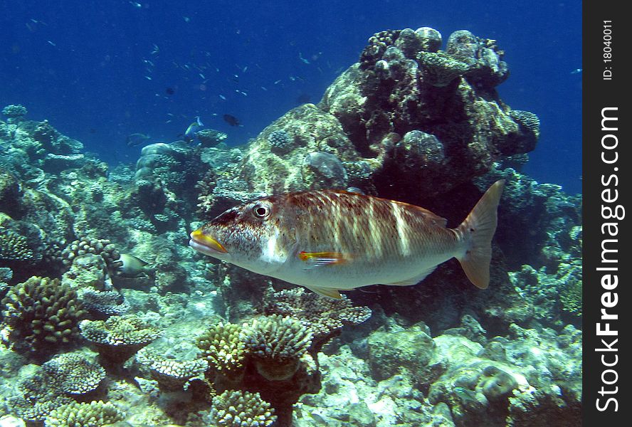 Underwater photo with fishes on a reef. Underwater photo with fishes on a reef