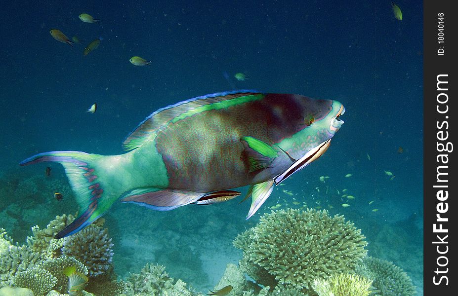 Underwater photo with fishes on a reef. Underwater photo with fishes on a reef