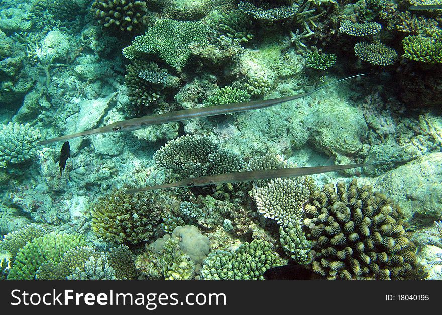 Underwater photo with fishes on a reef. Underwater photo with fishes on a reef