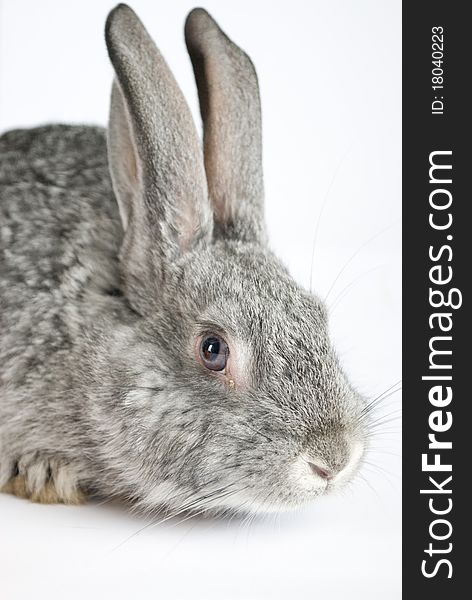 Small gray rabbit isolated on white