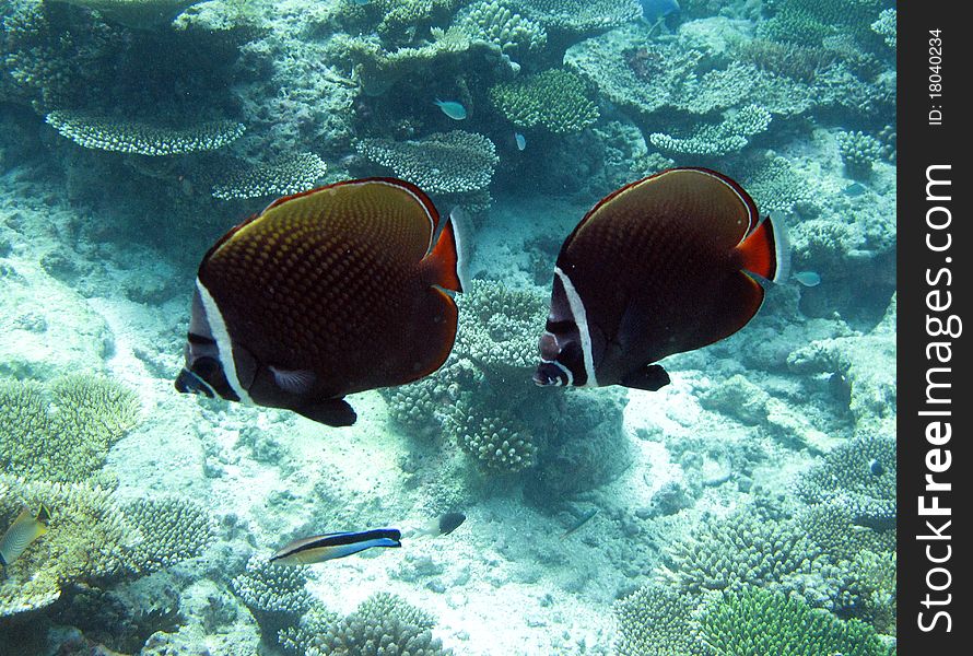 Underwater photo with fishes on a reef. Underwater photo with fishes on a reef