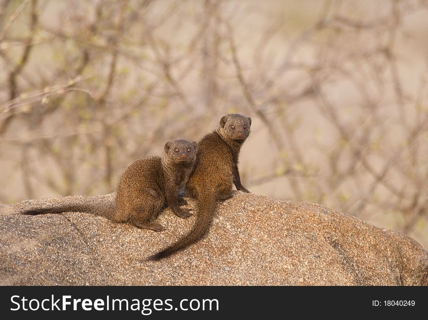 Dwarf Mongooses