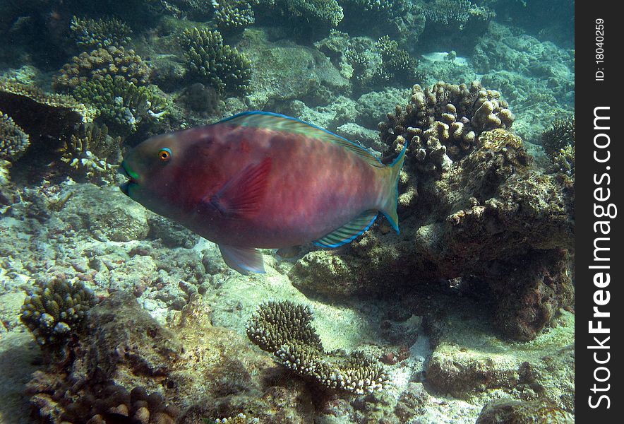 Underwater photo with fishes on a reef. Underwater photo with fishes on a reef