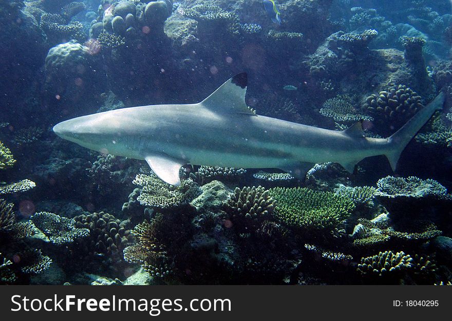 Underwater photo with fishes on a reef. Underwater photo with fishes on a reef