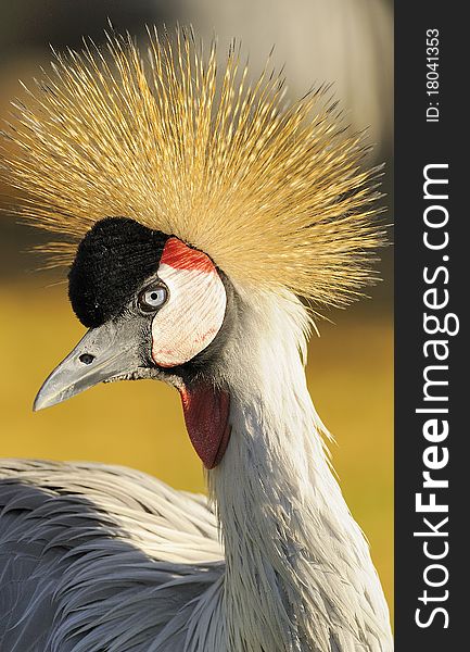 Portrait of the crowned crane
