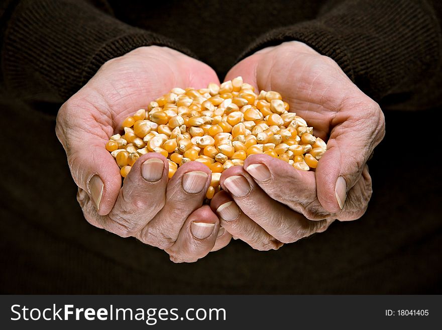 Corn in senior woman hands - agriculture concept