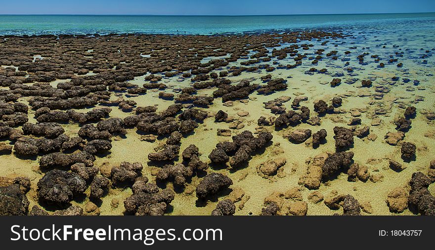 Stromatolites taken in Hamlin Pool, Western Australia.