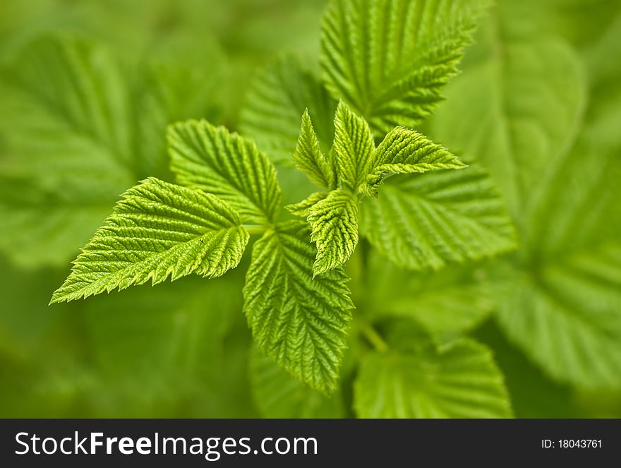 Close Up Of A Green Mint Plant