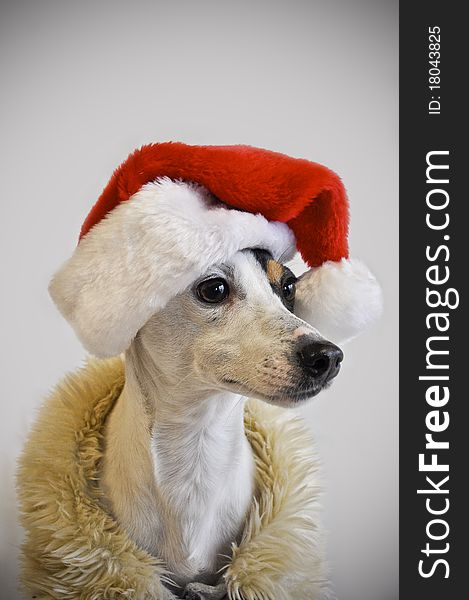 Christmas dog wearing a jacket and a santa hat. Christmas dog wearing a jacket and a santa hat