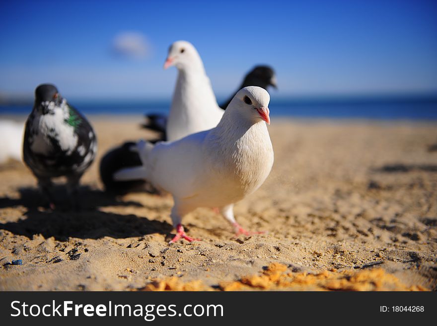 Pigeon at the shore with company, beautiful weather, signifying the peace. Pigeon at the shore with company, beautiful weather, signifying the peace