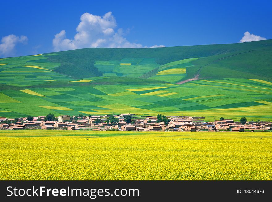 China Qinghai Rape Landscape