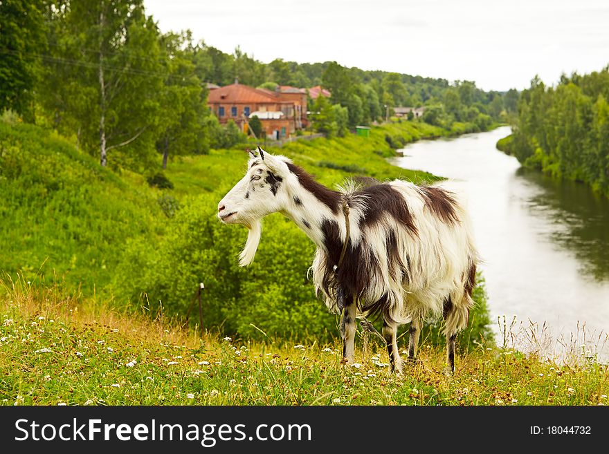 The Goat at rural landscape with river