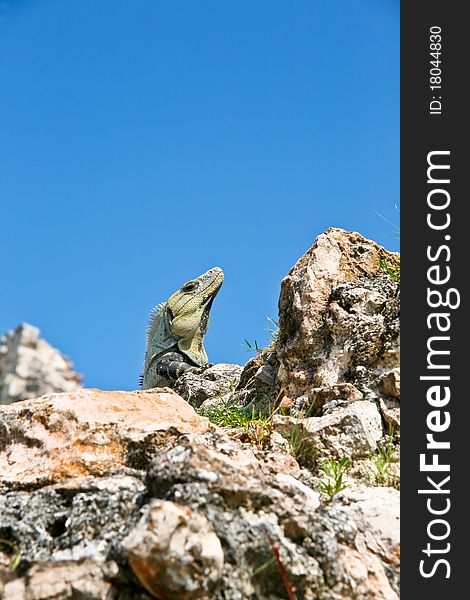 Iguana in rocks at uxmal