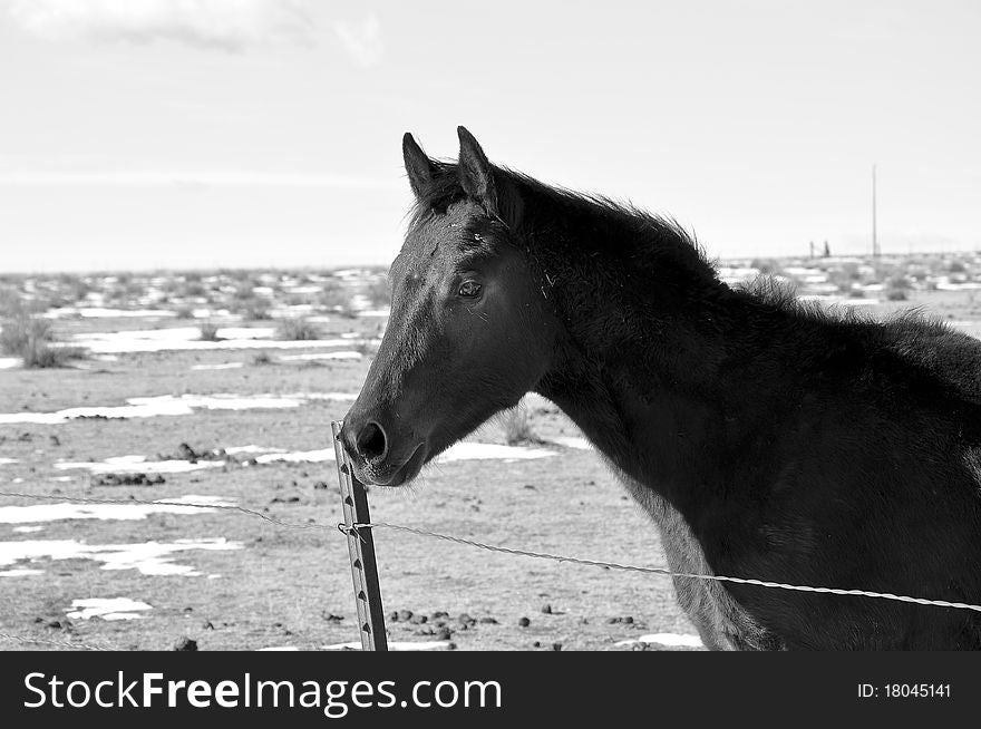 Head shot of a foal looking over a fence in black and white