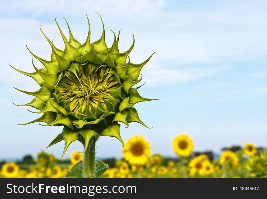 Sunflower field beauty in nature