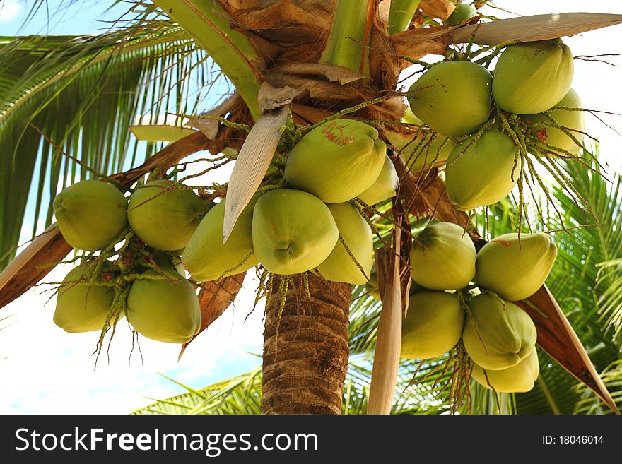 Many green Coconuts on tree