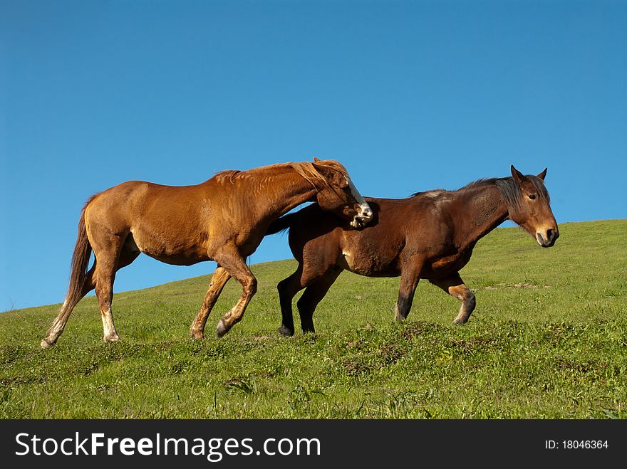 Two playful brown horses running and playing in a green, grassy field set against a blue sky with room for ad copy. Two playful brown horses running and playing in a green, grassy field set against a blue sky with room for ad copy