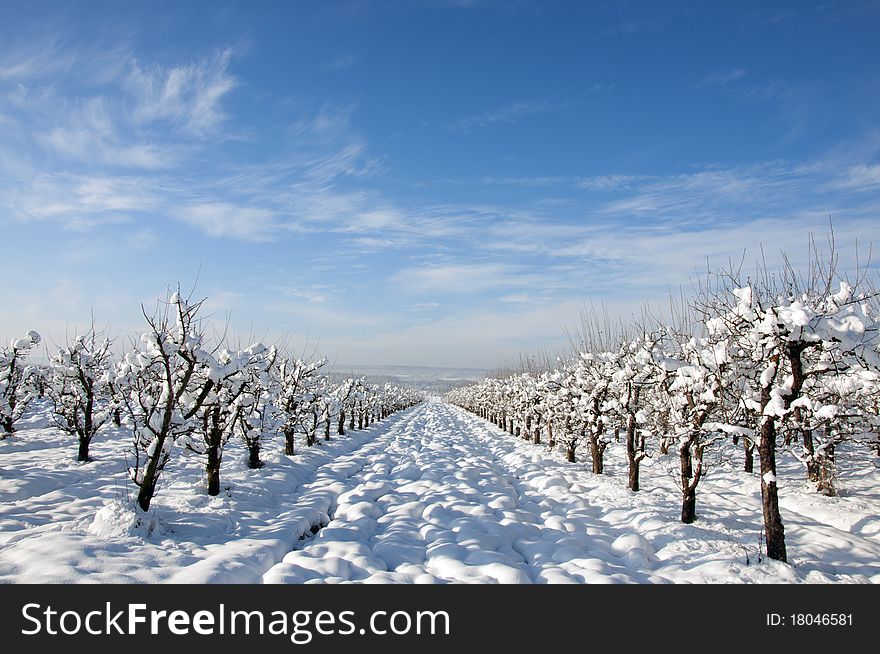 Convergent snowy orchard rows in a sunny winter day