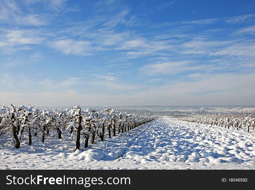 Winter Orchard