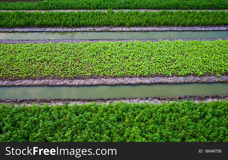 Vegetable garden