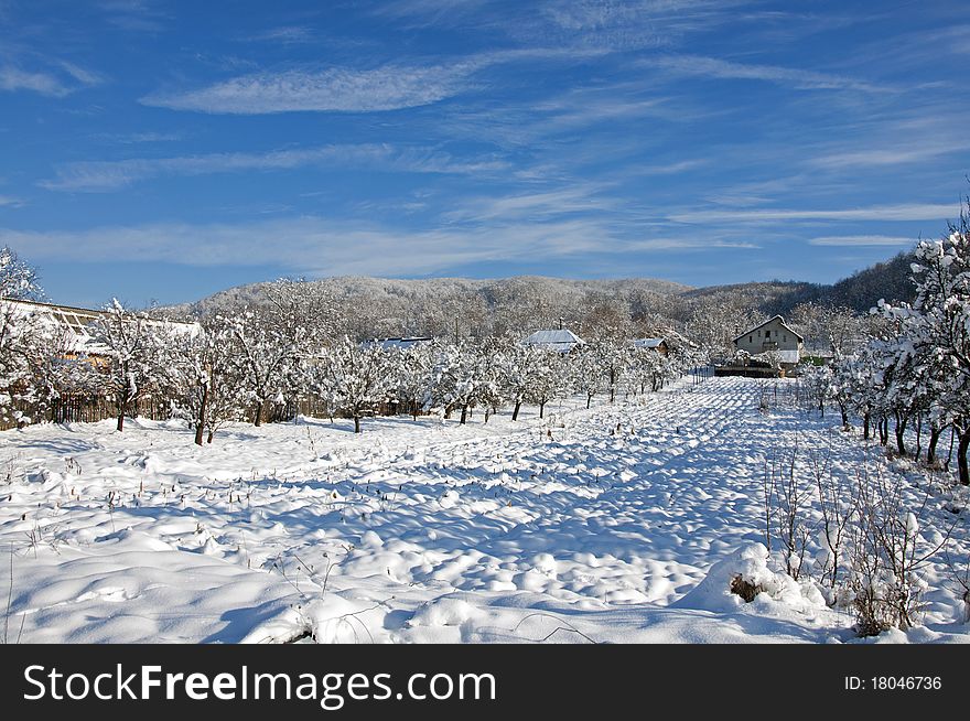 Orchard Shadows On Fresh Snow